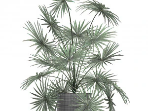 decorative palm in a flowerpot 716 3D Model