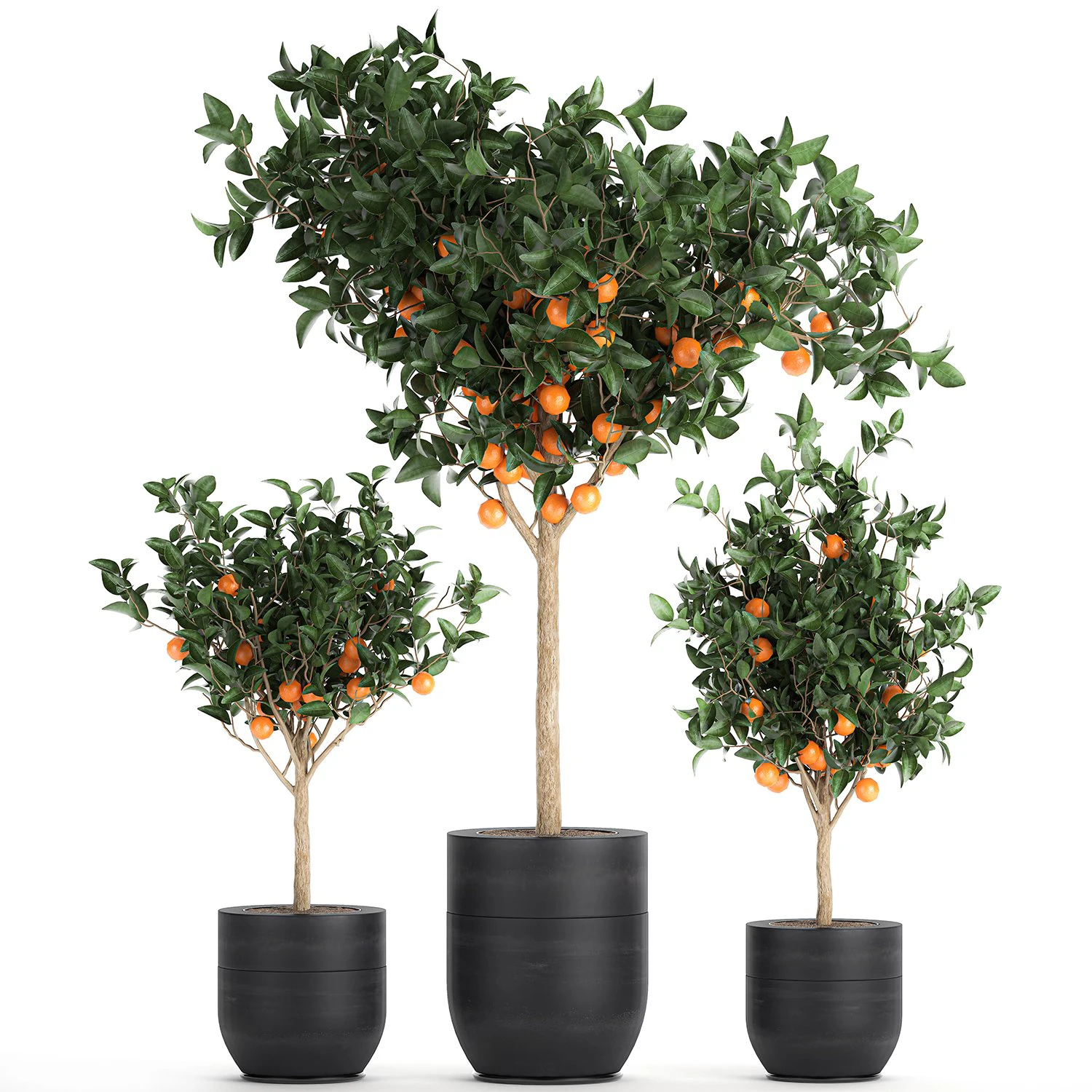 orange tree for the interior in black pot 717 3D Model .c4d .max .obj .3ds .fbx .stl .blend 