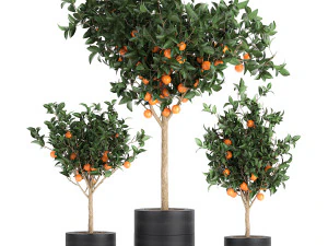 orange tree for the interior in black pot 717 3D Model