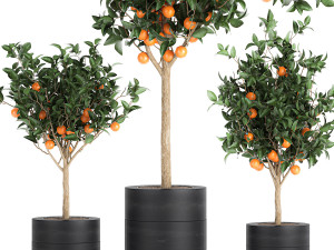orange tree for the interior in black pot 717 Model 3D
