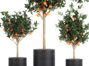 orange tree for the interior in black pot 717 3D Model