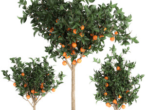 orange tree for the interior in black pot 717 Model 3D
