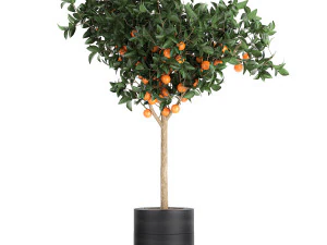 orange tree for the interior in black pot 717 3D Model