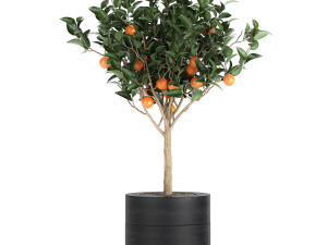 orange tree for the interior in black pot 717 Model 3D