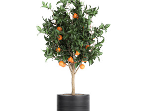 orange tree for the interior in black pot 717 Model 3D