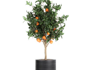 orange tree for the interior in black pot 717 3D Model