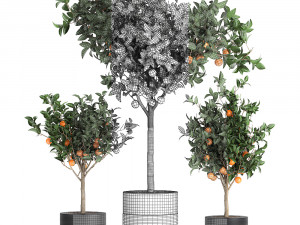 orange tree for the interior in black pot 717 Model 3D