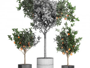 orange tree for the interior in black pot 717 3D Model