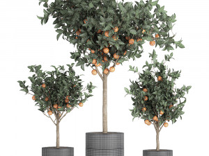 orange tree for the interior in black pot 717 Model 3D