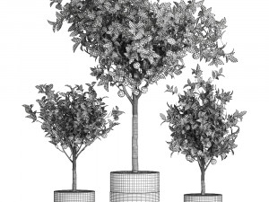 orange tree for the interior in black pot 717 Model 3D