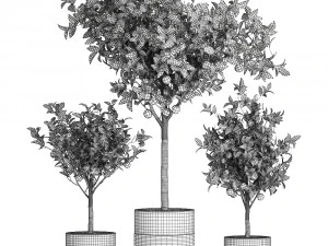 orange tree for the interior in black pot 717 3D Model