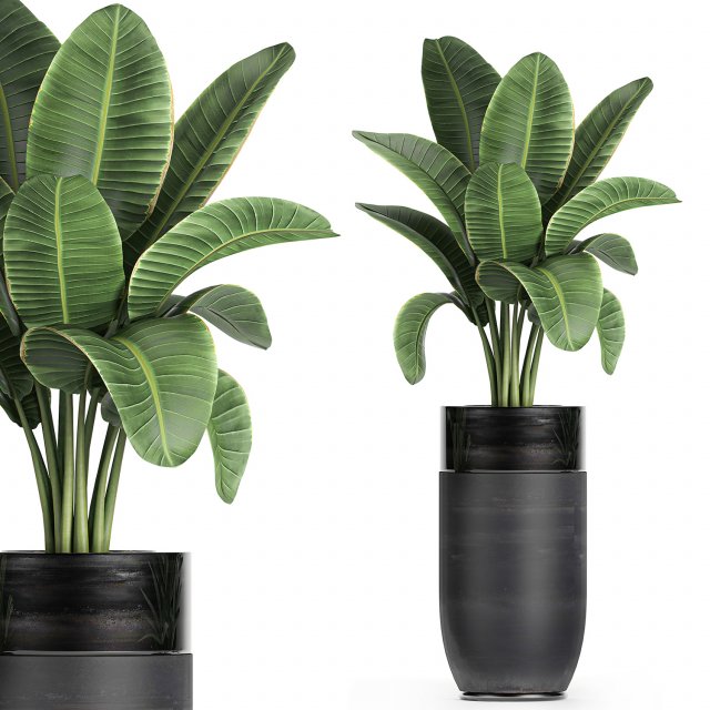 decorative banana palm in flower pots for the interior 718 3D Model .c4d .max .obj .3ds .fbx .stl .blend 