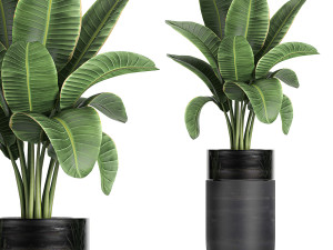 decorative banana palm in flower pots for the interior 718 3D Model