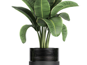 decorative banana palm in flower pots for the interior 718 3D Model