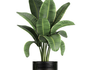 decorative banana palm in flower pots for the interior 718 3D Model