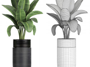decorative banana palm in flower pots for the interior 718 3D Model