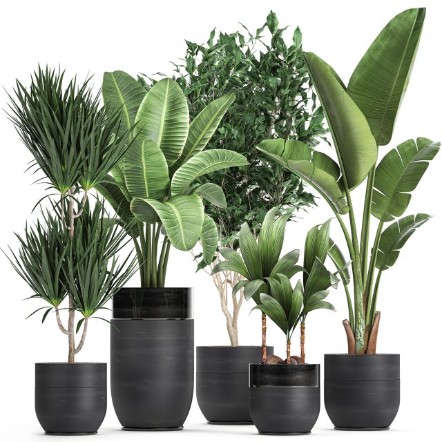 houseplants in a black pot for the interior 720 3D मॉडल .c4d .max .obj .3ds .fbx .stl .blend 