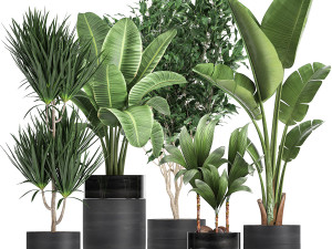 houseplants in a black pot for the interior 720 3D Model