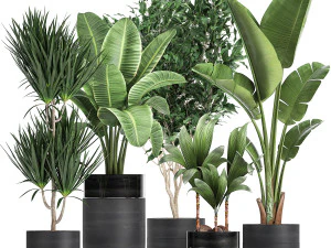 rośliny doniczkowe w czarnej doniczce do wnętrza 720 Model 3D