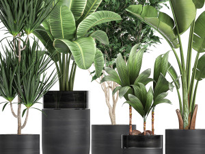 houseplants in a black pot for the interior 720 3D मॉडल