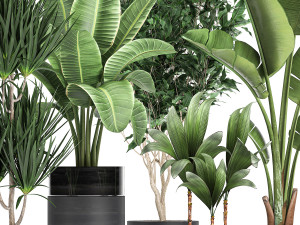 houseplants in a black pot for the interior 720 3D मॉडल