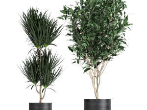 houseplants in a black pot for the interior 720 3D मॉडल