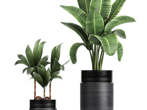 houseplants in a black pot for the interior 720 3D मॉडल