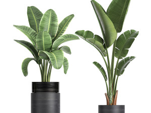 houseplants in a black pot for the interior 720 3D मॉडल
