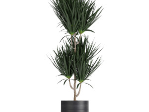 houseplants in a black pot for the interior 720 3D मॉडल