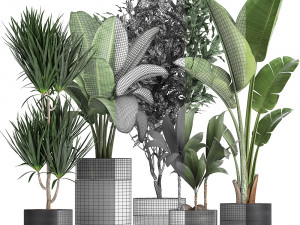 houseplants in a black pot for the interior 720 3D मॉडल