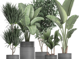 houseplants in a black pot for the interior 720 3D मॉडल