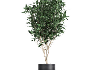 houseplants in a black pot for the interior 720 3D मॉडल