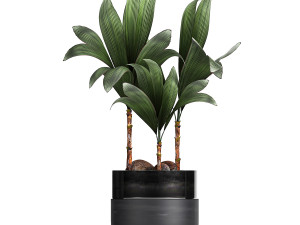 houseplants in a black pot for the interior 720 3D मॉडल