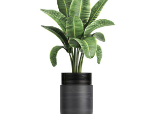 houseplants in a black pot for the interior 720 3D मॉडल