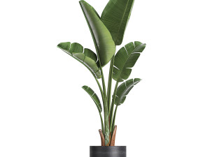 houseplants in a black pot for the interior 720 3D मॉडल