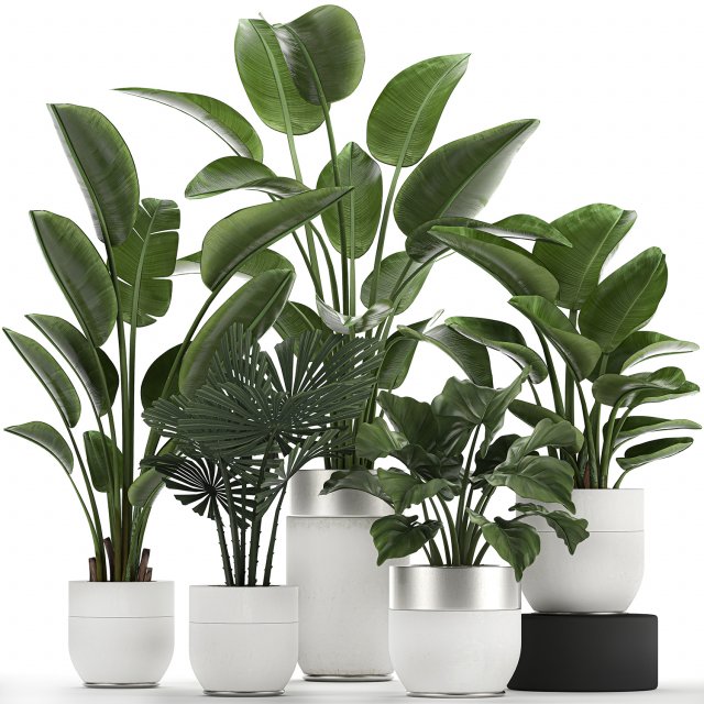 houseplants in a white pot for the interior 721 Modello 3D .c4d .max .obj .3ds .fbx .stl .blend 