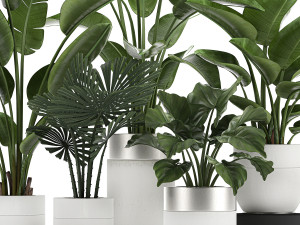 houseplants in a white pot for the interior 721 Modello 3D