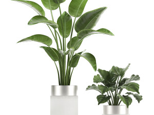 houseplants in a white pot for the interior 721 Modello 3D