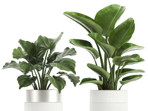 houseplants in a white pot for the interior 721 Modello 3D