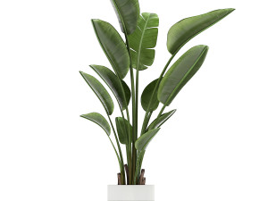 houseplants in a white pot for the interior 721 Modello 3D