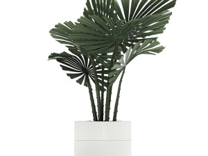 houseplants in a white pot for the interior 721 Modello 3D