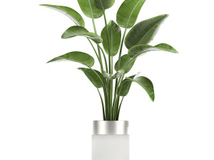 houseplants in a white pot for the interior 721 Modello 3D