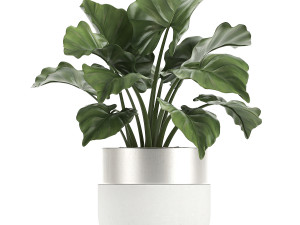 houseplants in a white pot for the interior 721 Modello 3D