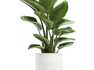houseplants in a white pot for the interior 721 Modello 3D