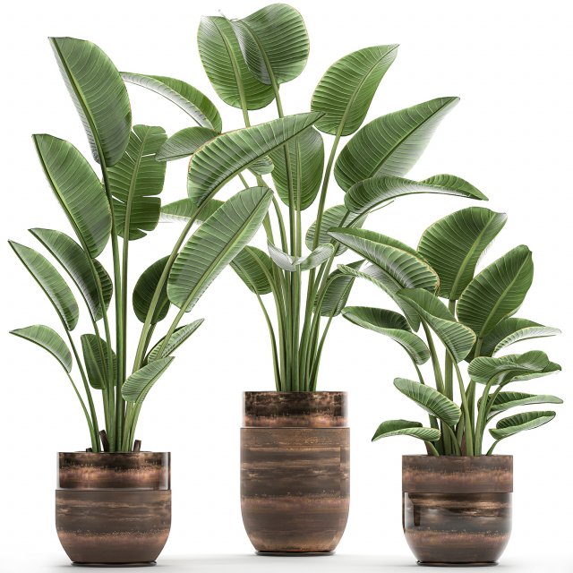 houseplants in a pot for the interior 722 Modèle 3D .c4d .max .obj .3ds .fbx .stl .blend 