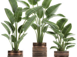 houseplants in a pot for the interior 722 3D Model