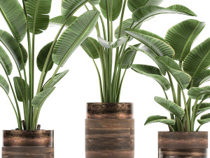 houseplants in a pot for the interior 722 Modèle 3D
