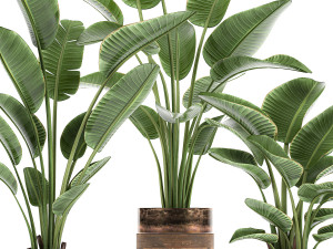 houseplants in a pot for the interior 722 Modèle 3D