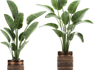 houseplants in a pot for the interior 722 Modèle 3D