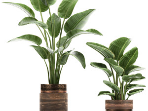 houseplants in a pot for the interior 722 Modèle 3D